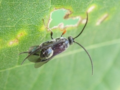 Braconidae