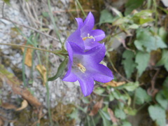 Campanula medium