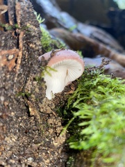 Russulaceae