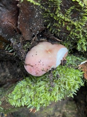Russulaceae