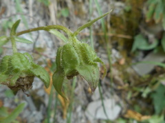 Campanula medium