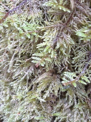 Hylocomium splendens