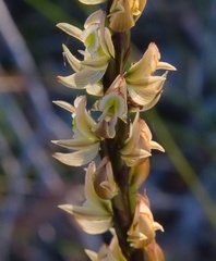 Prasophyllum elatum