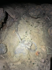 Pantherophis obsoletus