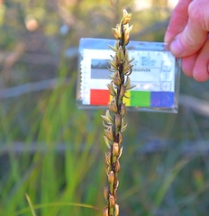 Prasophyllum elatum