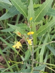 Sisymbrium strictissimum