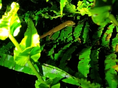 Toropuku inexpectatus