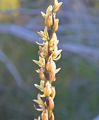 Prasophyllum elatum