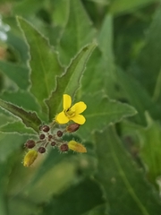 Sisymbrium strictissimum