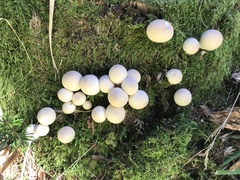 Lycoperdaceae