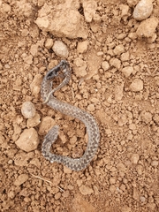 Vipera seoanei