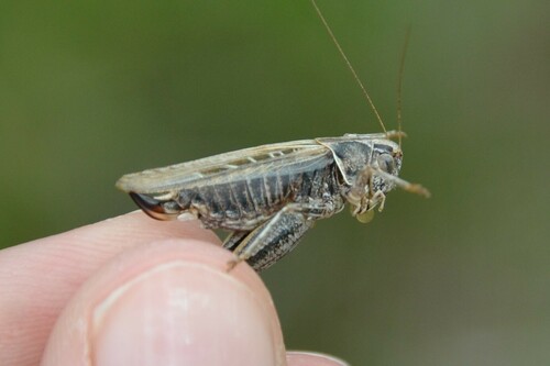 Tessellana tessellata