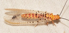 Italochrysa stigmatica