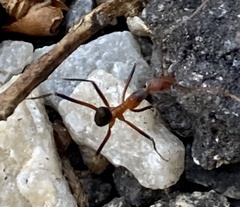 Leptomyrmex cnemidatus