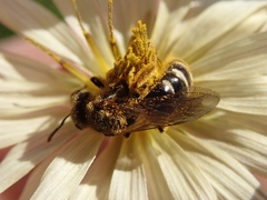 Lasioglossum