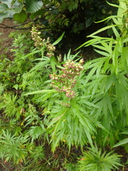 Artemisia vulgaris kamtschatica