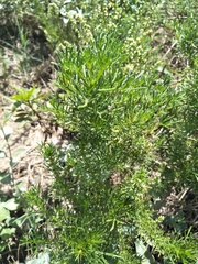 Artemisia capillaris
