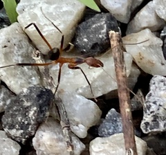 Leptomyrmex cnemidatus