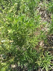 Artemisia capillaris