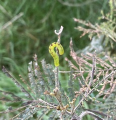 Capusa cuculloides