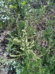 Artemisia capillaris
