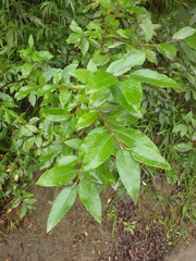 Salix udensis