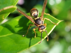 Polistes snelleni