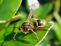 Polistes snelleni