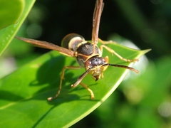 Polistes snelleni