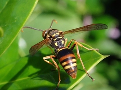 Polistes snelleni