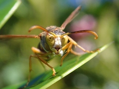 Polistes snelleni
