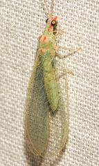 Pseudomallada granadensis