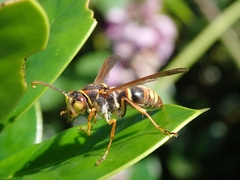 Polistes snelleni