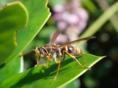 Polistes snelleni