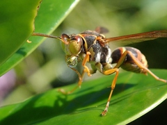 Polistes snelleni