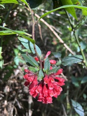 Cestrum elegans
