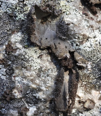 Umbilicaria hirsuta