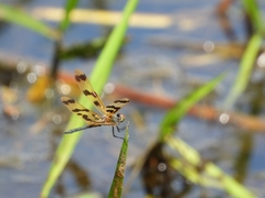 Rhyothemis graphiptera