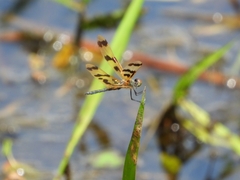 Rhyothemis graphiptera