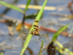 Rhyothemis graphiptera