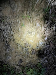 Lithobates sphenocephalus