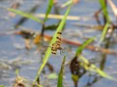Rhyothemis graphiptera