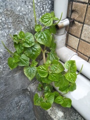 Peperomia pellucida