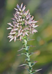 Sprengelia incarnata