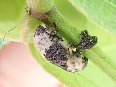 Sternuchopsis trifida