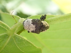 Sternuchopsis trifida