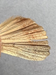 Amphipyra pyramidea