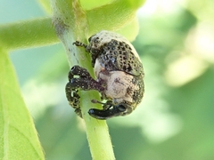 Sternuchopsis trifida