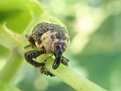 Sternuchopsis trifida