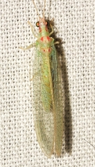 Pseudomallada granadensis